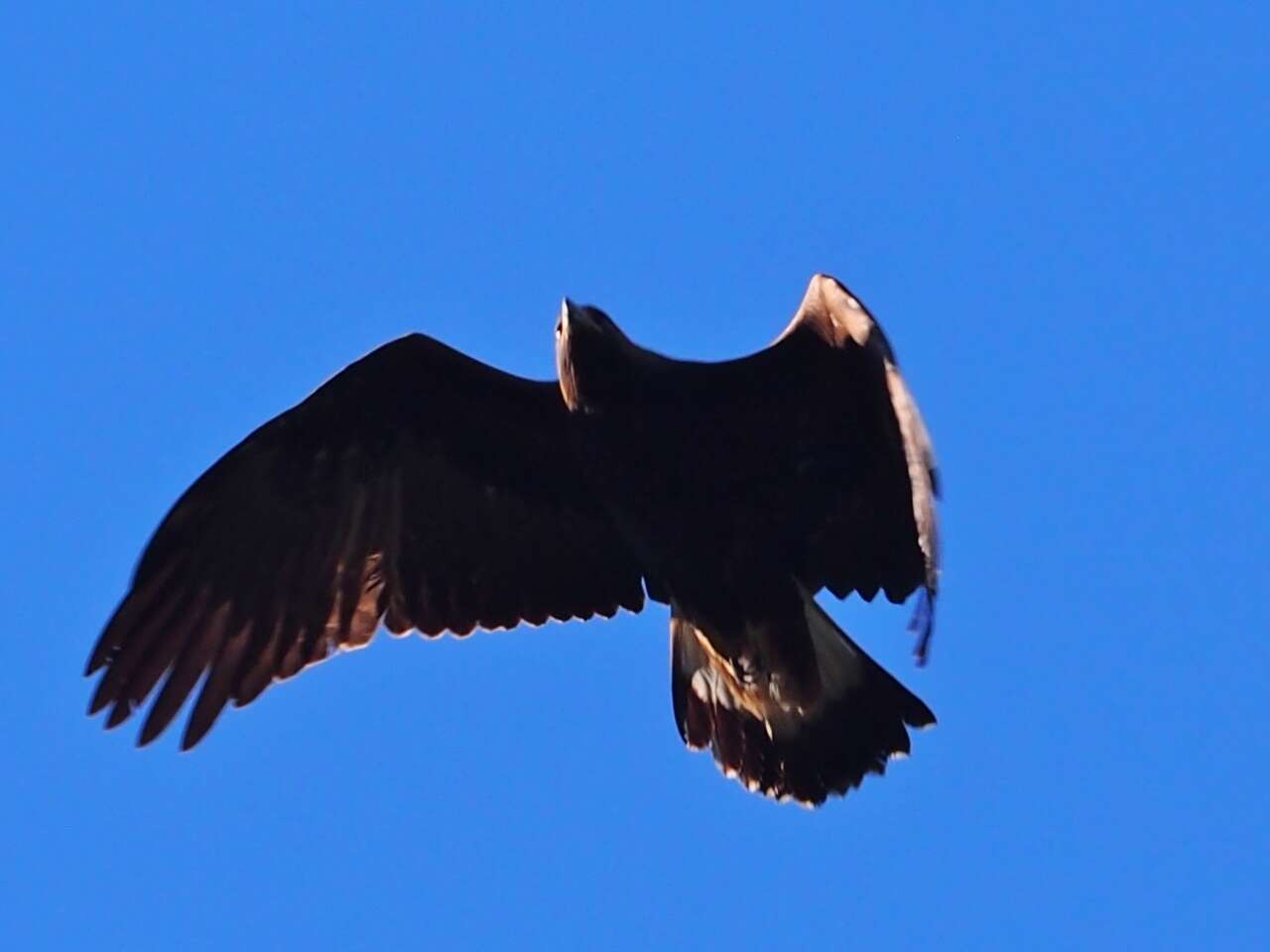 Image of Golden eagle