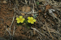 صورة Potentilla fragarioides L.