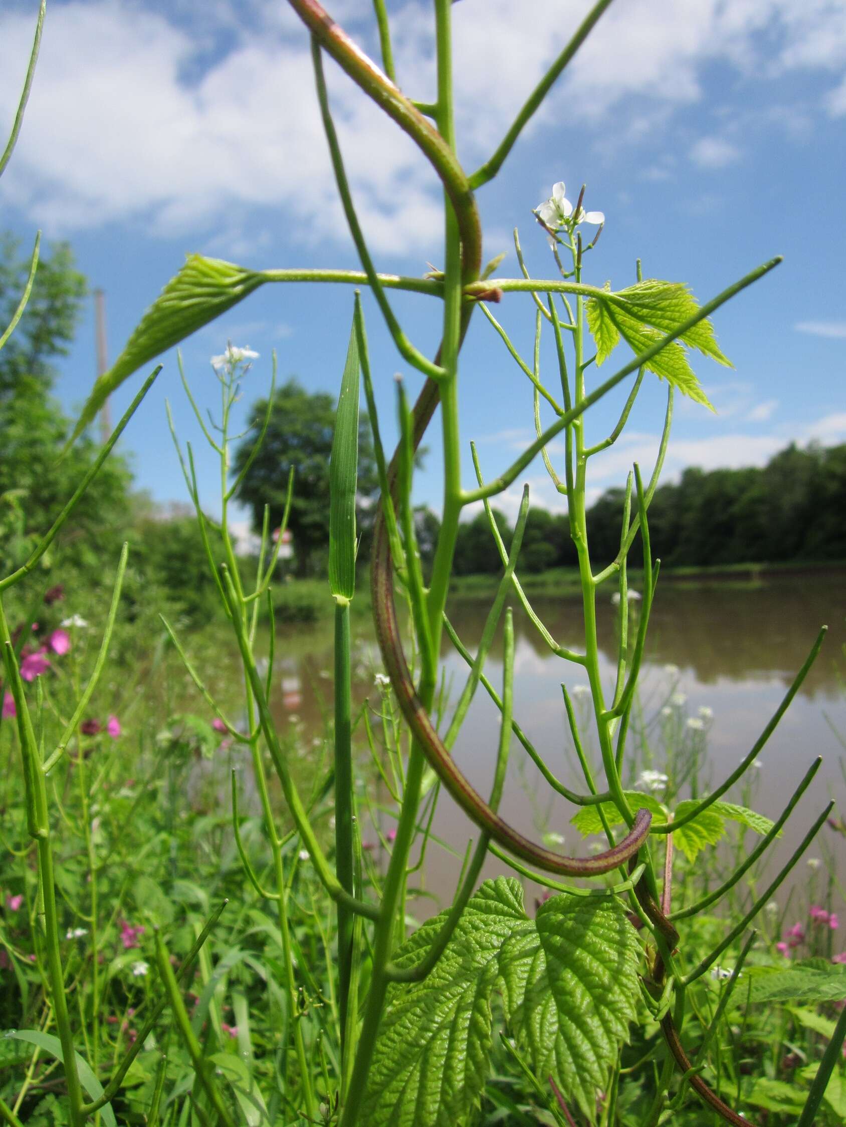 Image of common hop