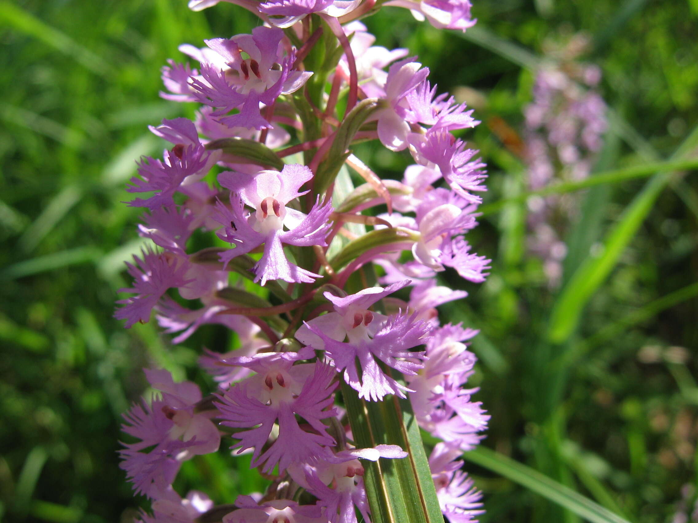 Image of Lesser purple fringed orchid