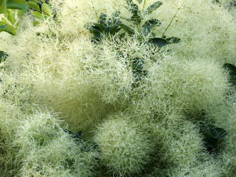 Image of European smoketree