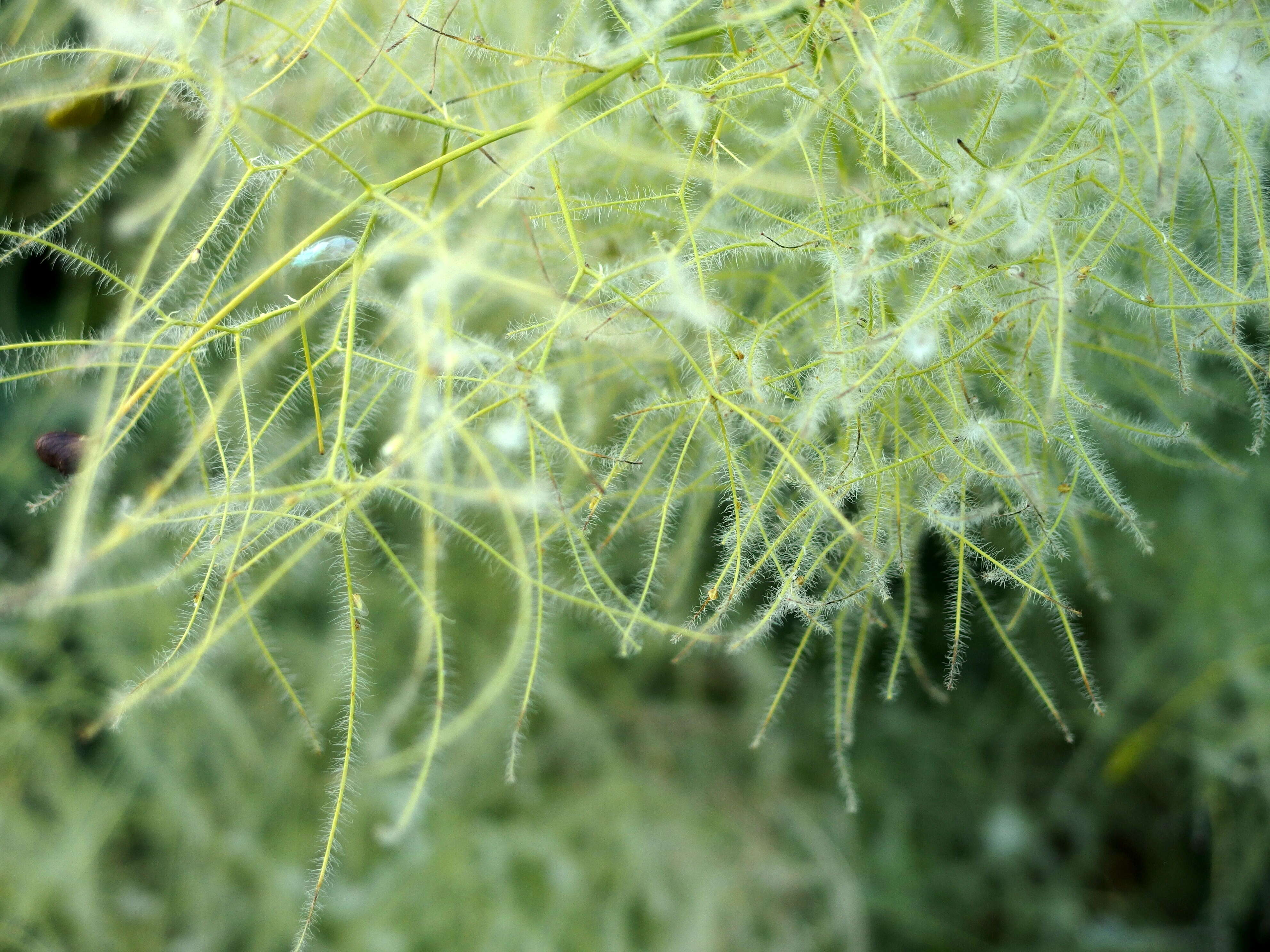 Image of European smoketree