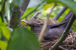 Turdus merula aterrimus (Madarász 1903) resmi