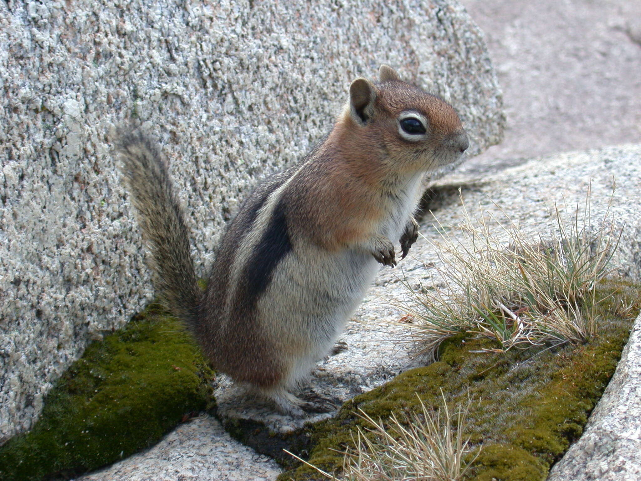 Callospermophilus Merriam 1897 resmi