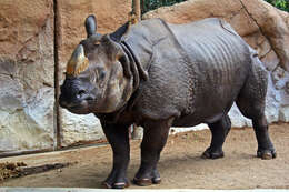 Image of Indian Rhinoceros