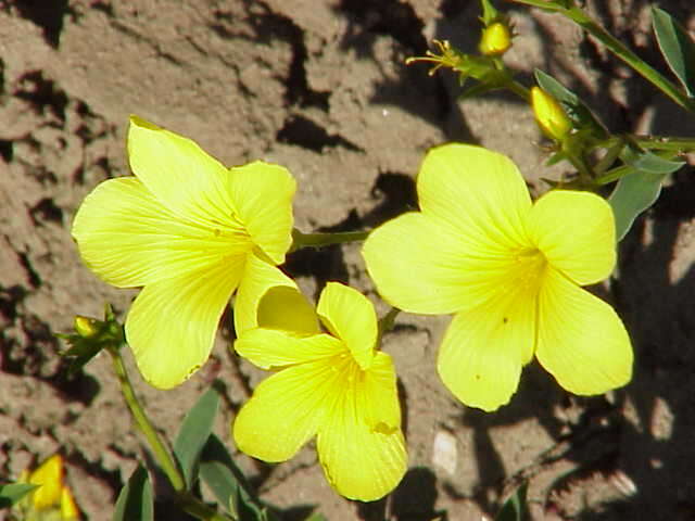 Image of flax