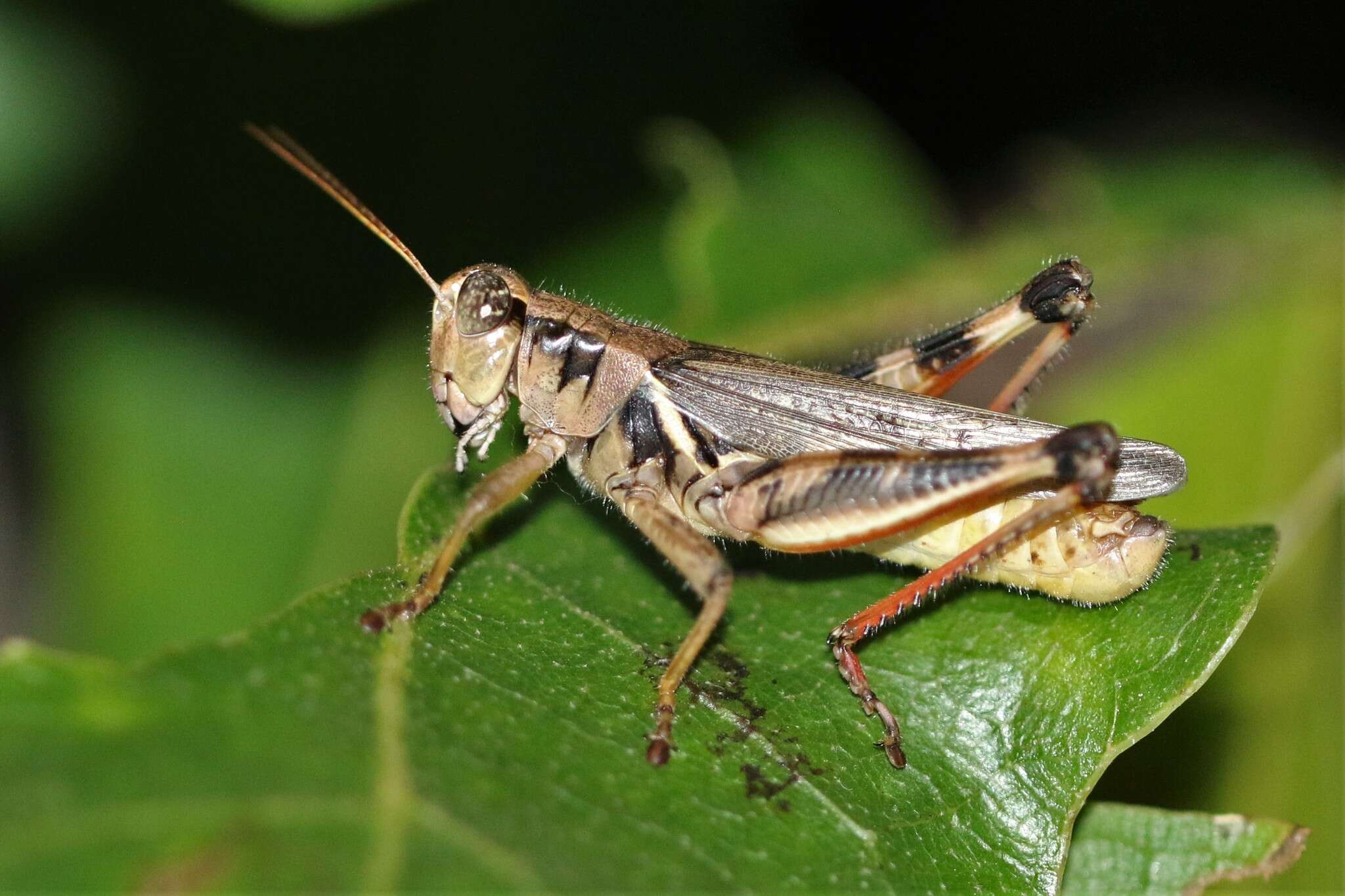 Melanoplus keeleri Thomas & C. 1874的圖片