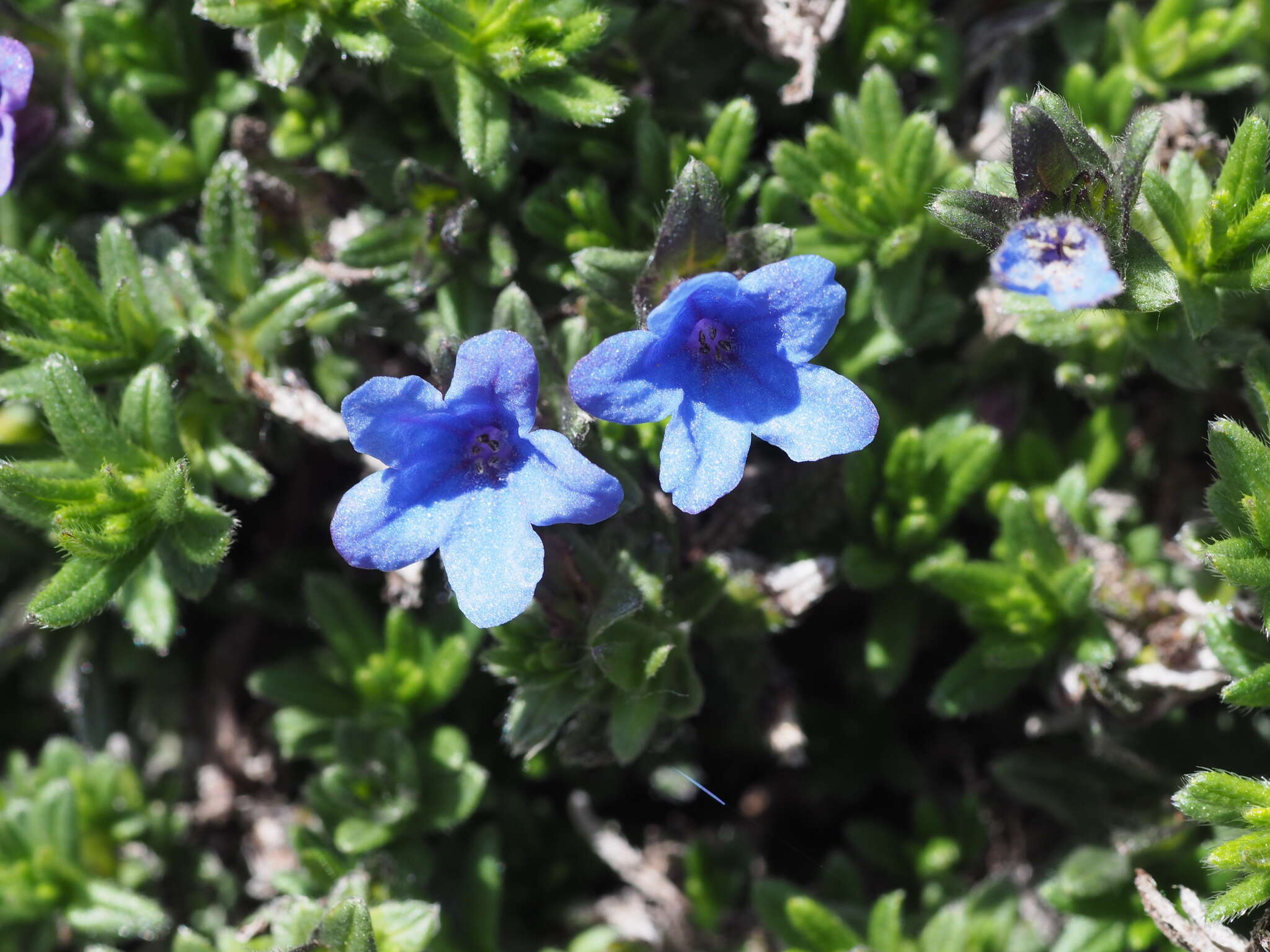 Image of Glandora diffusa (Lag.) D. C. Thomas