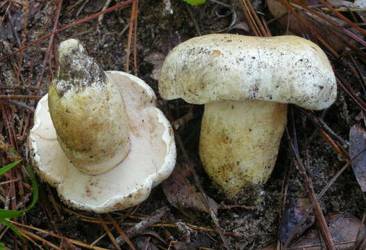 Image of Tylopilus peralbidus (Snell & Beardslee) Murrill 1938