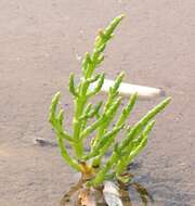 Image of glasswort