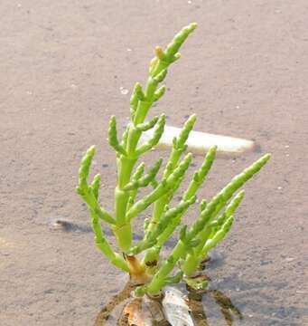 Image of glasswort