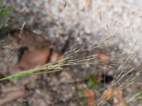 Sivun Lachnagrostis filiformis (G. Forst.) Trin. kuva