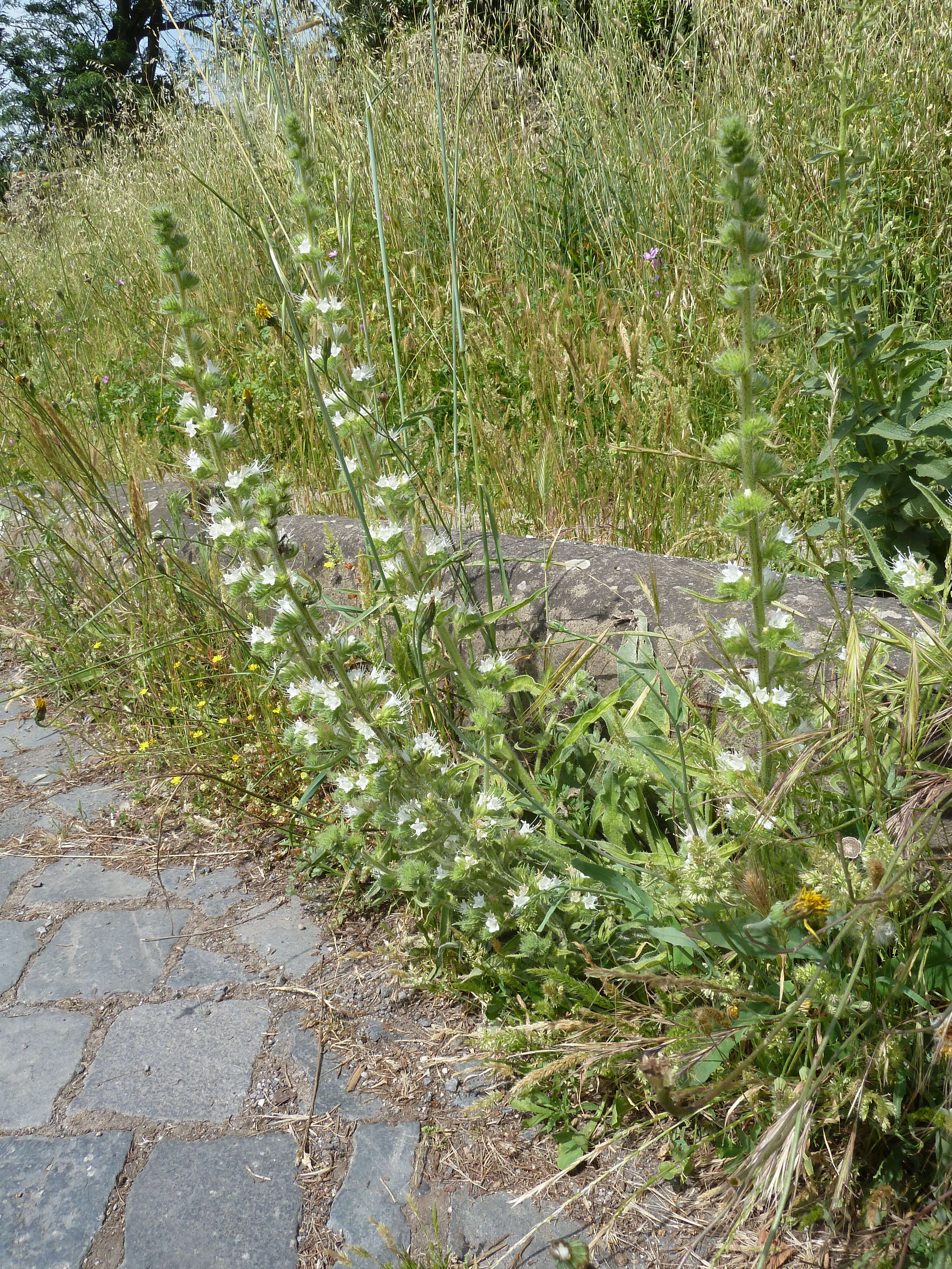 Echium italicum L.的圖片