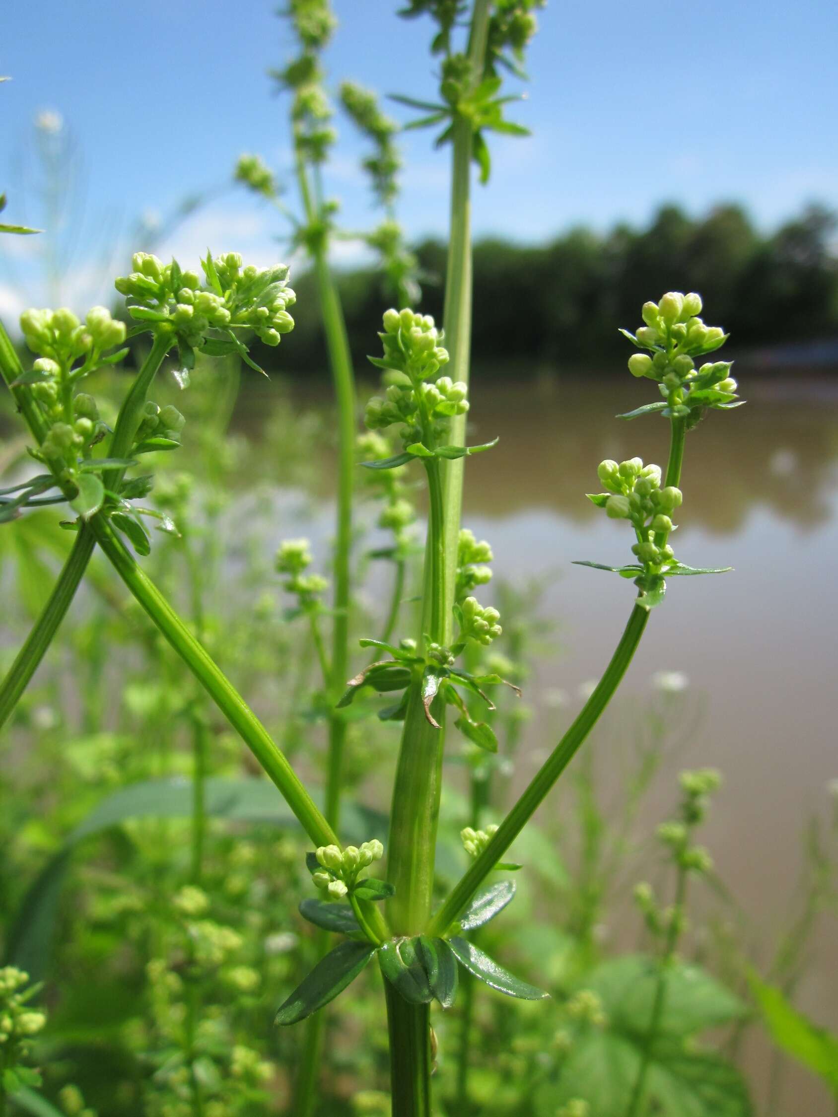 Image of White bedstraw