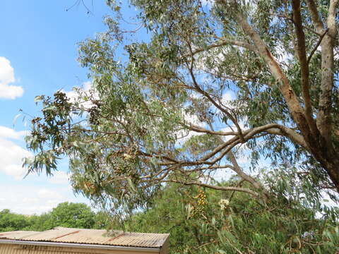 Sivun Eucalyptus gomphocephala A. Cunn. ex DC. kuva