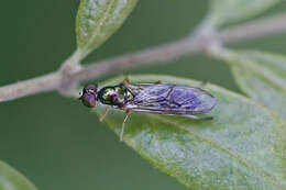 Sargus fasciatus Fabricius 1805 resmi