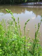 Image of White bedstraw