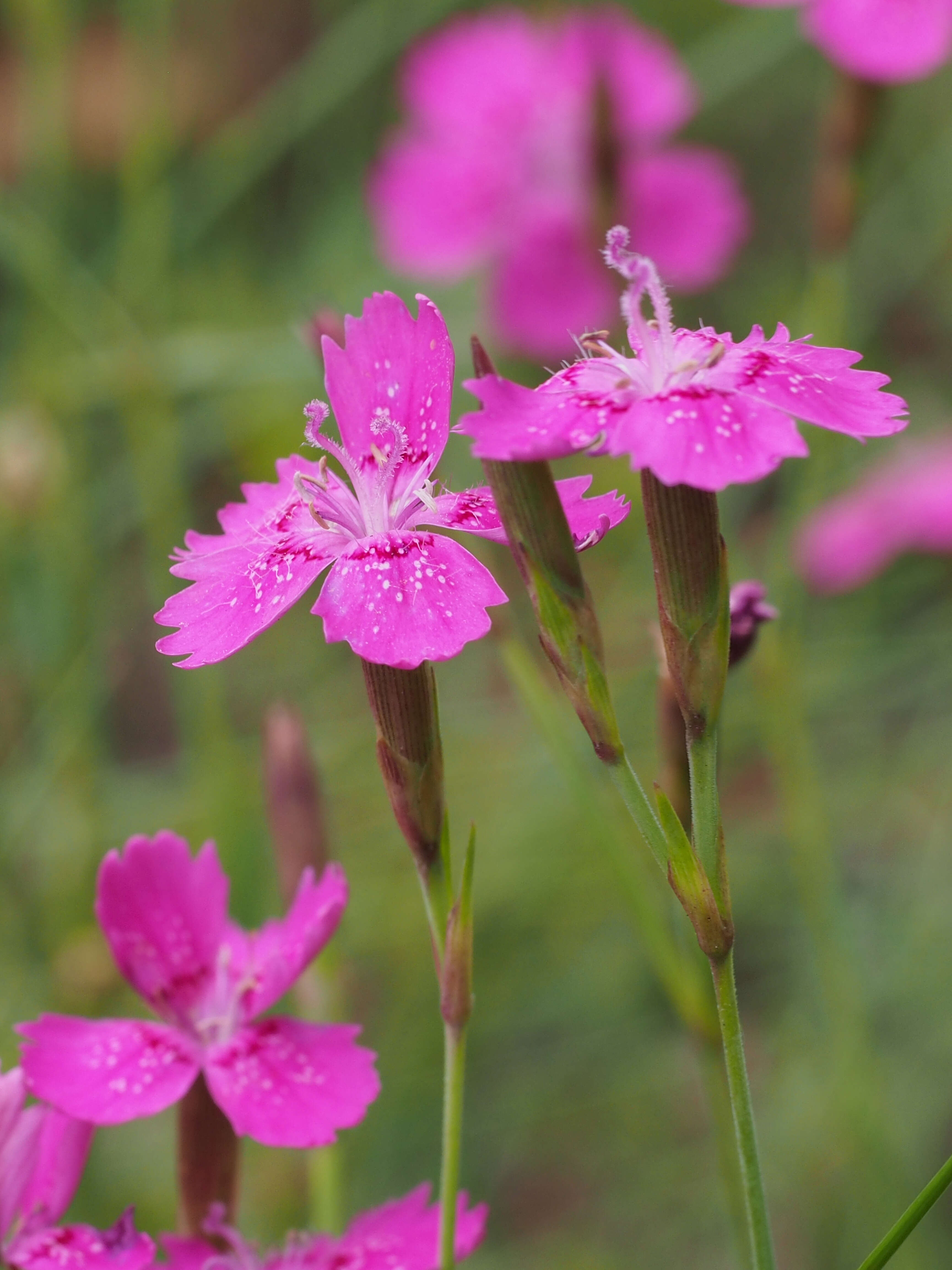 Image of maiden pink