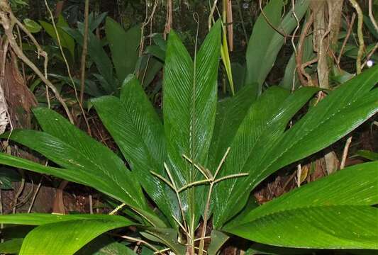 Image de Geonoma congesta H. Wendl. ex Spruce