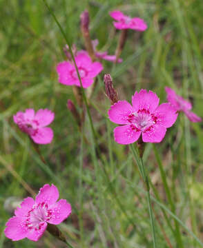 Image of maiden pink