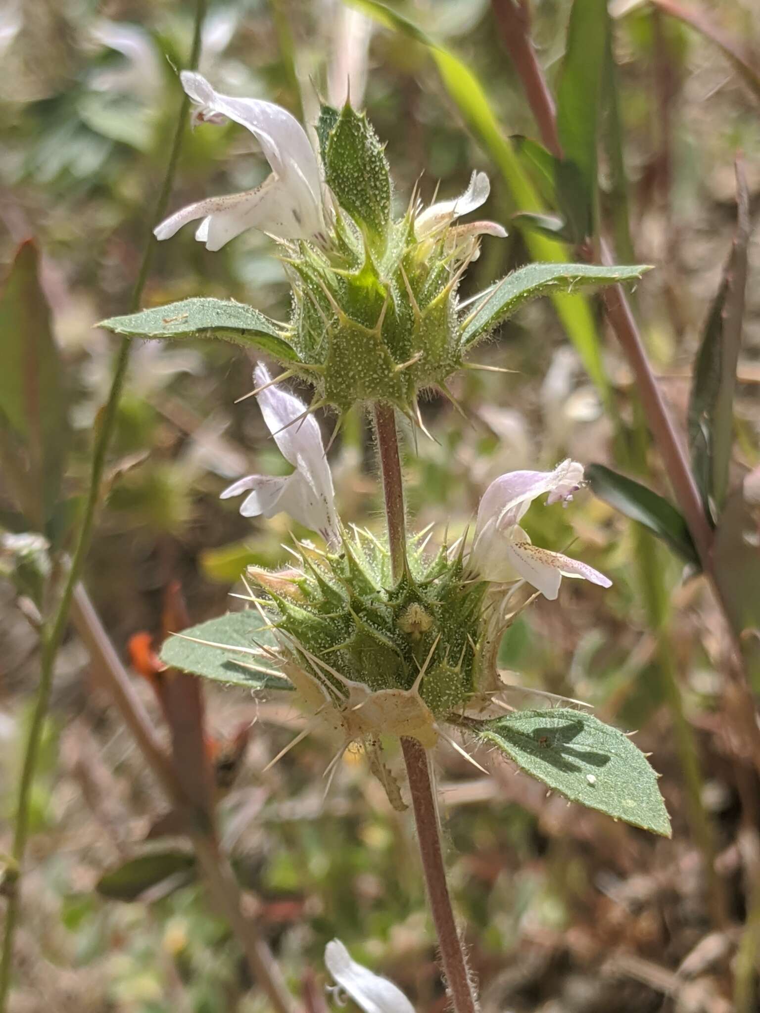 Image of Santa Clara thorn-mint