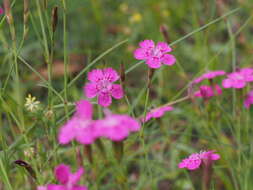 Image of maiden pink