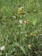 Rhinanthus angustifolius C. C. Gmelin resmi