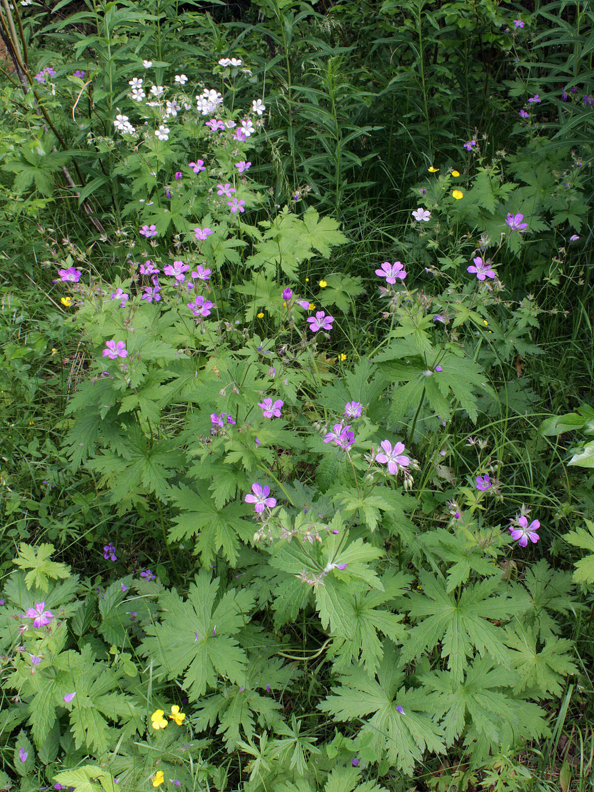 Image of Wood Crane's-bill