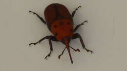 Image of Red palm weevil