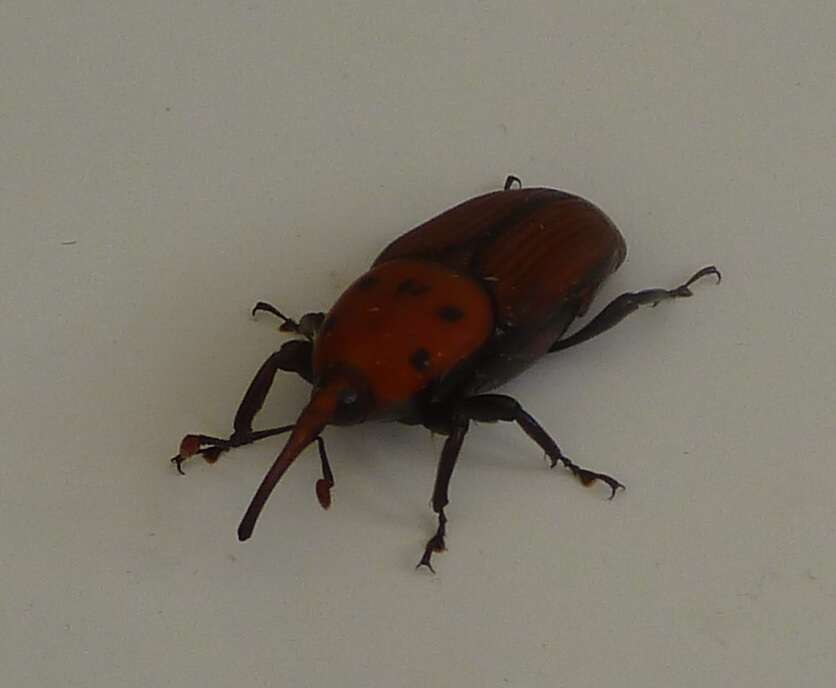 Image of Red palm weevil