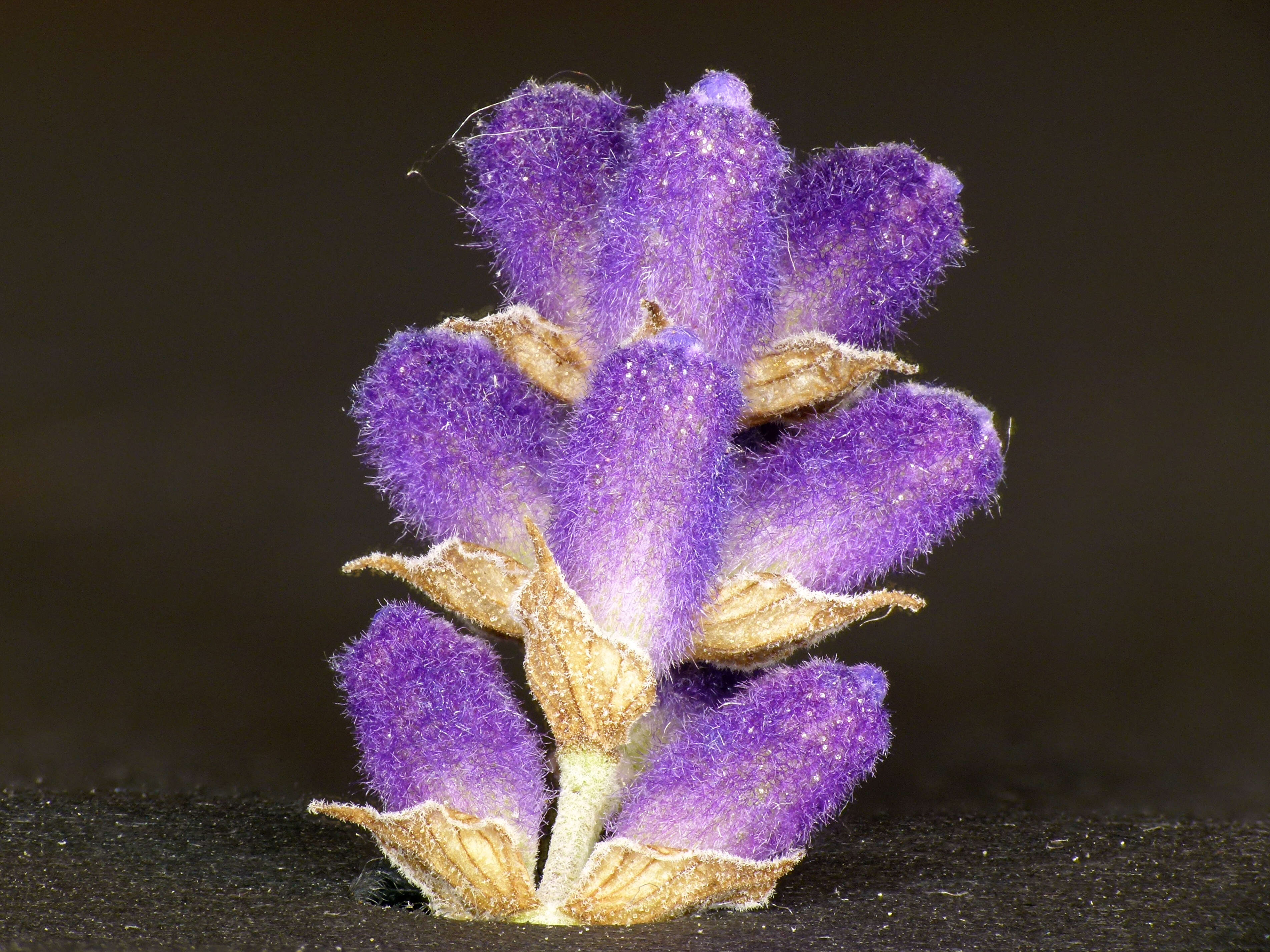 Image of English Lavendar