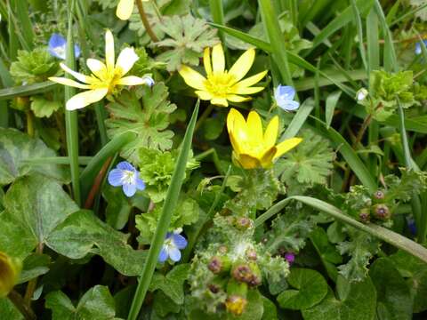 Image of birdeye speedwell