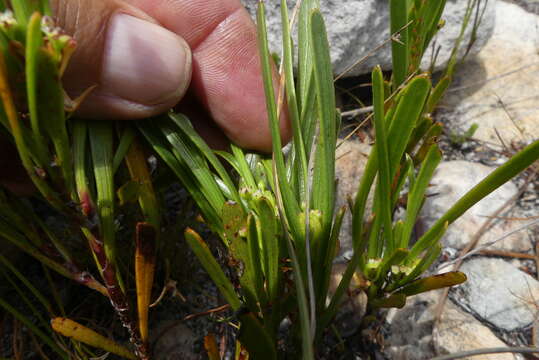 Image of Centella rupestris (Eckl. & Zeyh.) Adamson