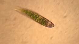 Imagem de Euglena polymorpha