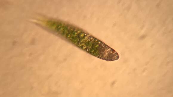 Image de Euglena polymorpha