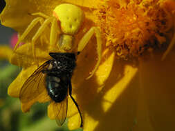 Image of Flower Crab Spiders