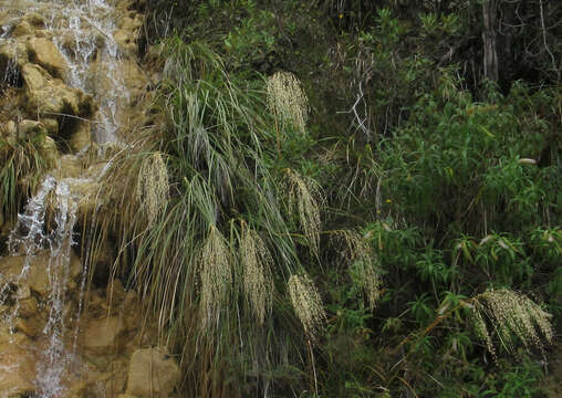 Imagem de Chionochloa conspicua (G. Forst.) Zotov