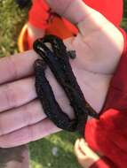 Image of black lug worm