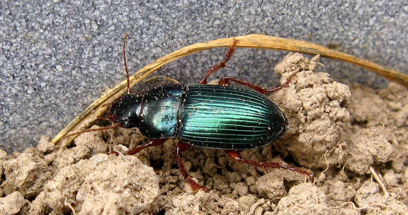 Sivun somerharvekiitäjäinen kuva