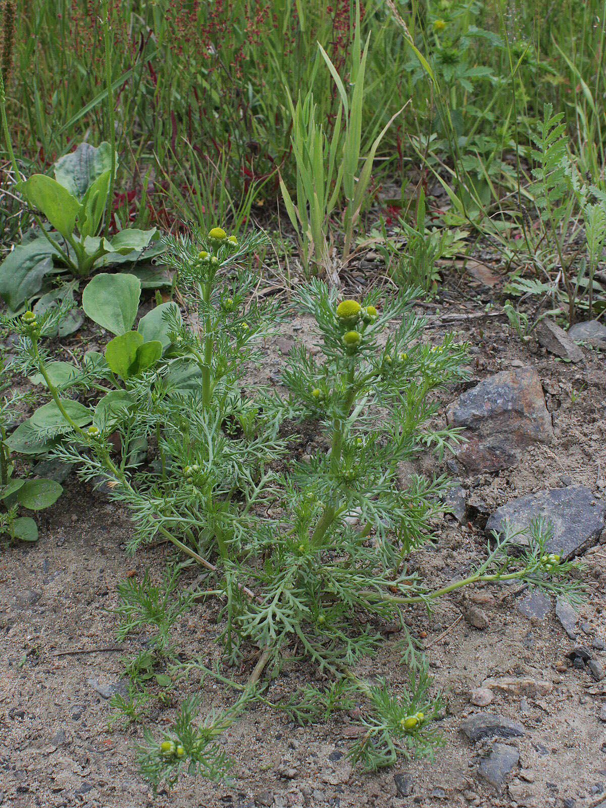 Image of disc mayweed