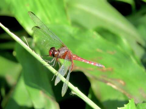 Image of Red-mantled Dragonlet