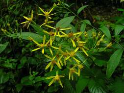 Image of wood ragwort