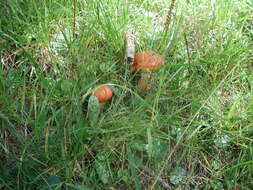 Image of Suillus grevillei (Klotzsch) Singer 1945