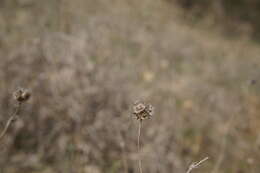 Image of Lomelosia argentea (L.) W. Greuter & Burdet