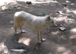 Image of Northwestern wolf