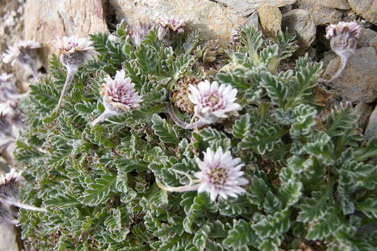 Leucheria hahnii Franch. resmi