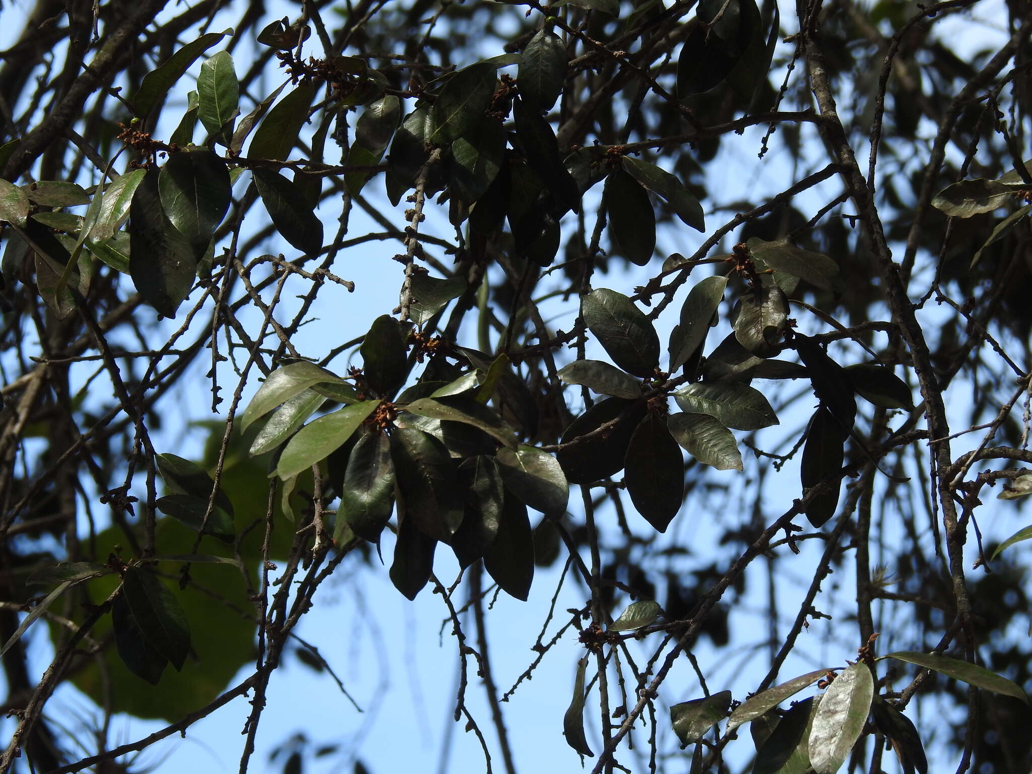 Sideroxylon persimile (Hemsl.) T. D. Penn.的圖片