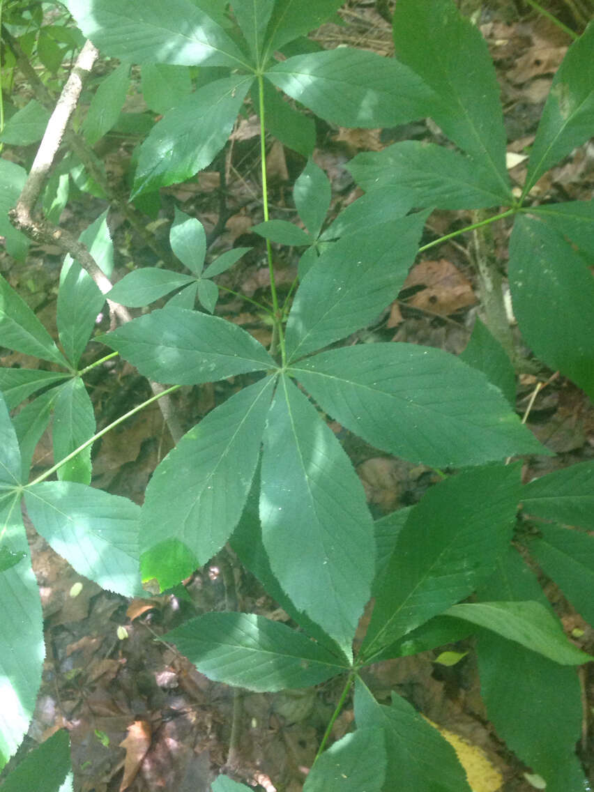 Imagem de Aesculus glabra var. glabra