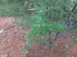 Image of Vachellia horrida (L. fil.) Kyal. & Boatwr.