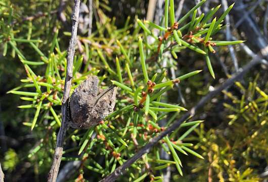 Imagem de Hakea vittata R. Br.